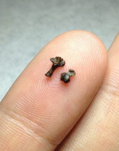 Lead researcher Stephen Chester holds the tiny ankle bones of Purgatorius, which scientists believe weighed about 3.5 ounces — or as much as a deck of playing cards.