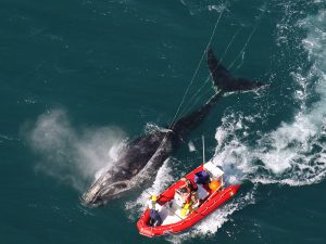 Scientists from NOAA Fisheries Service help entangled whales. Scientists from NOAA Fisheries Service help entangled whales.