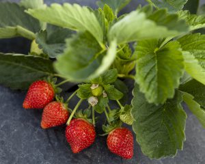 A cluster of strawberries