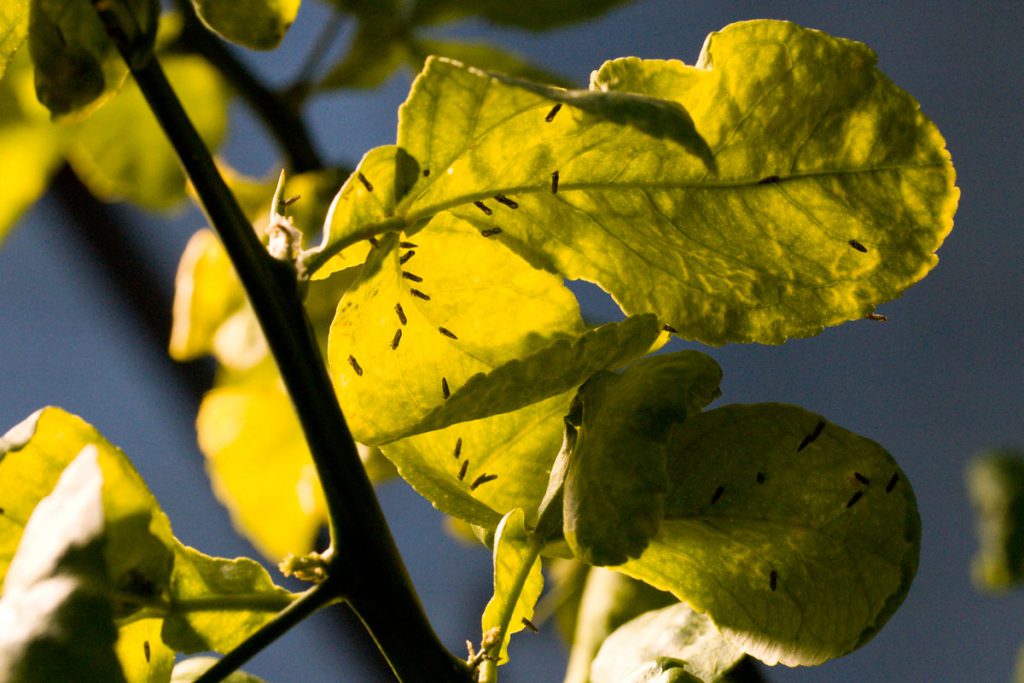 citrus greening