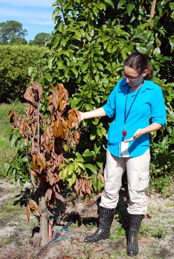 Cristina Pisani, who recently completed her doctorate in horticultural sciences, examines an avocado tree that succumbed to the laurel wilt pathogen. Pisani is standing in the USDA field adjacent to the UF/IFAS Indian River Research and Education Center near Fort Pierce. Her new research may give hope to Indian River region growers who want to produce avocados.