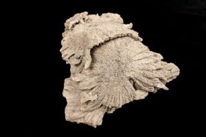 Heliaster sea star
