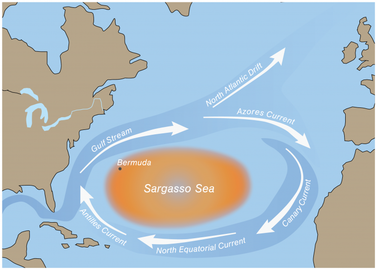 Sargasso Sea Explore Magazine