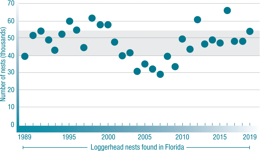 Loggerhead Sea turtle nest egg chart