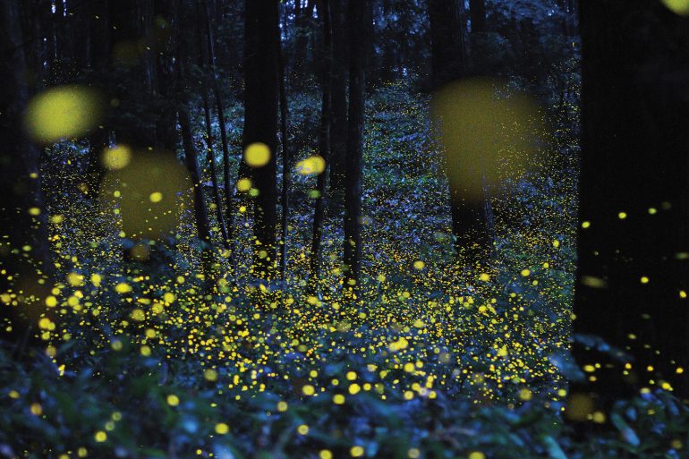 fireflies in forest at night