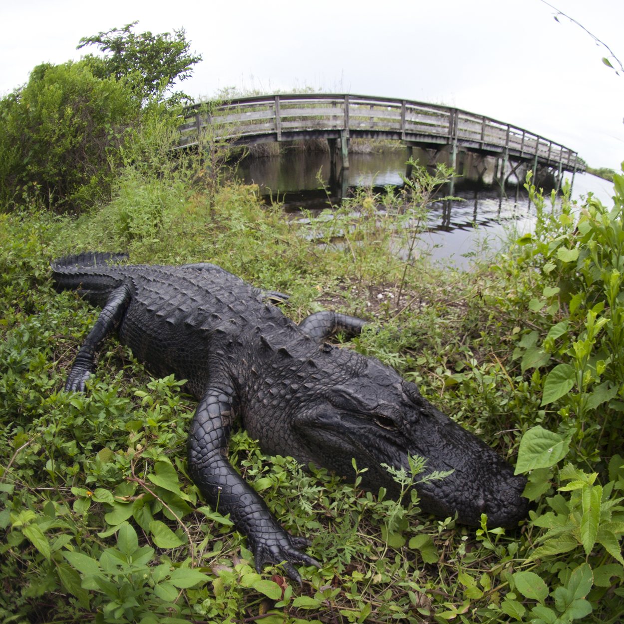 South Florida an attractive home for invading reptiles