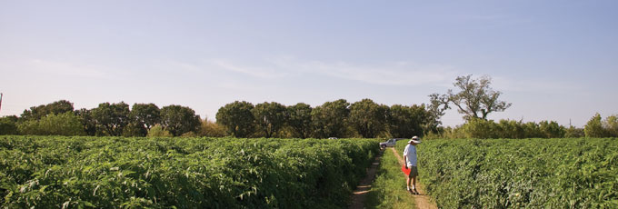 tomatoes