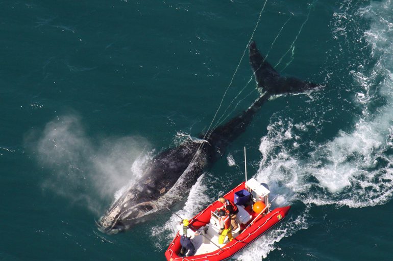 right whales tangled