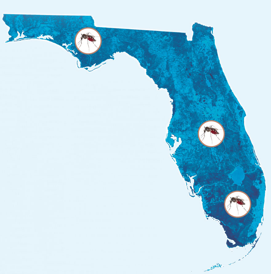 Florida-mosquitoes