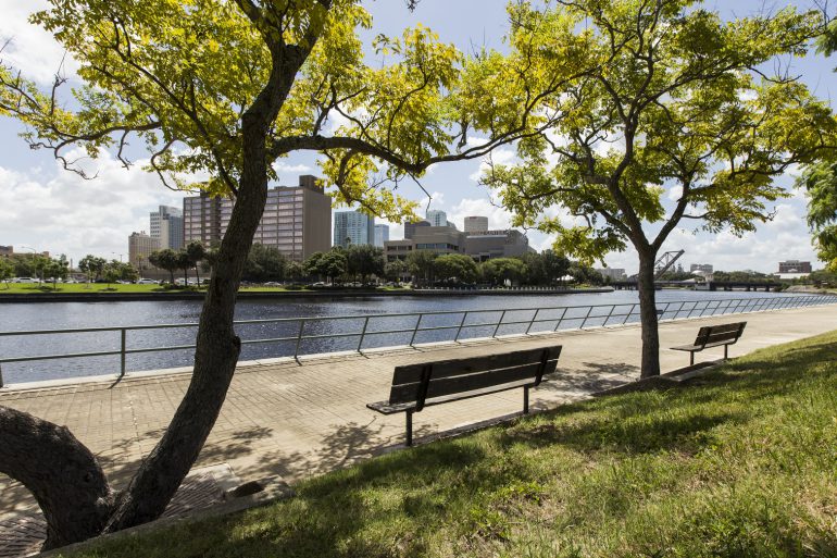 Urban forestry in Tampa Bay, Florida.