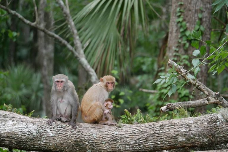 Rhesus-Macaques