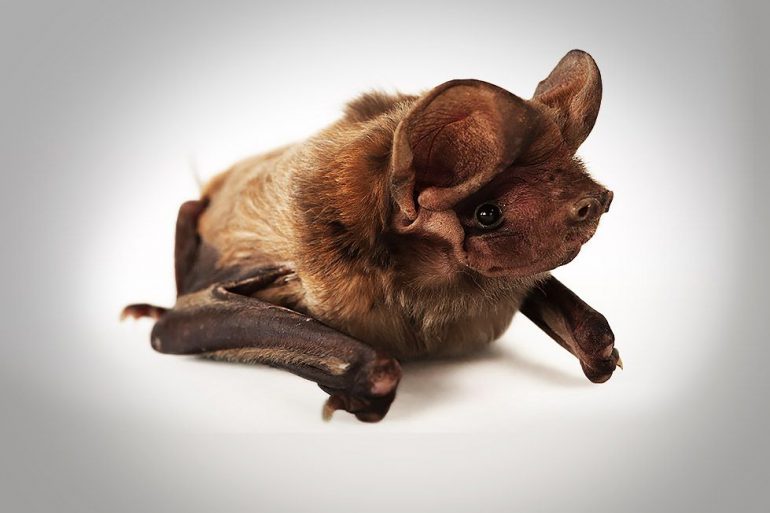 bonneted bat