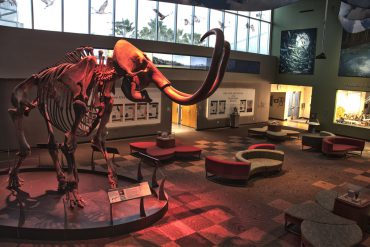 Mammoth in Florida Museum