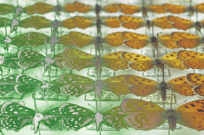 Collection of Lycaenidae specimens in a display case.