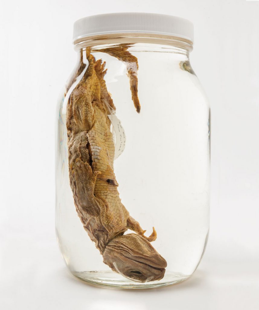 The tuatara is suspended in its jar, the only one in the herpetology collection marked “not to be opened.”