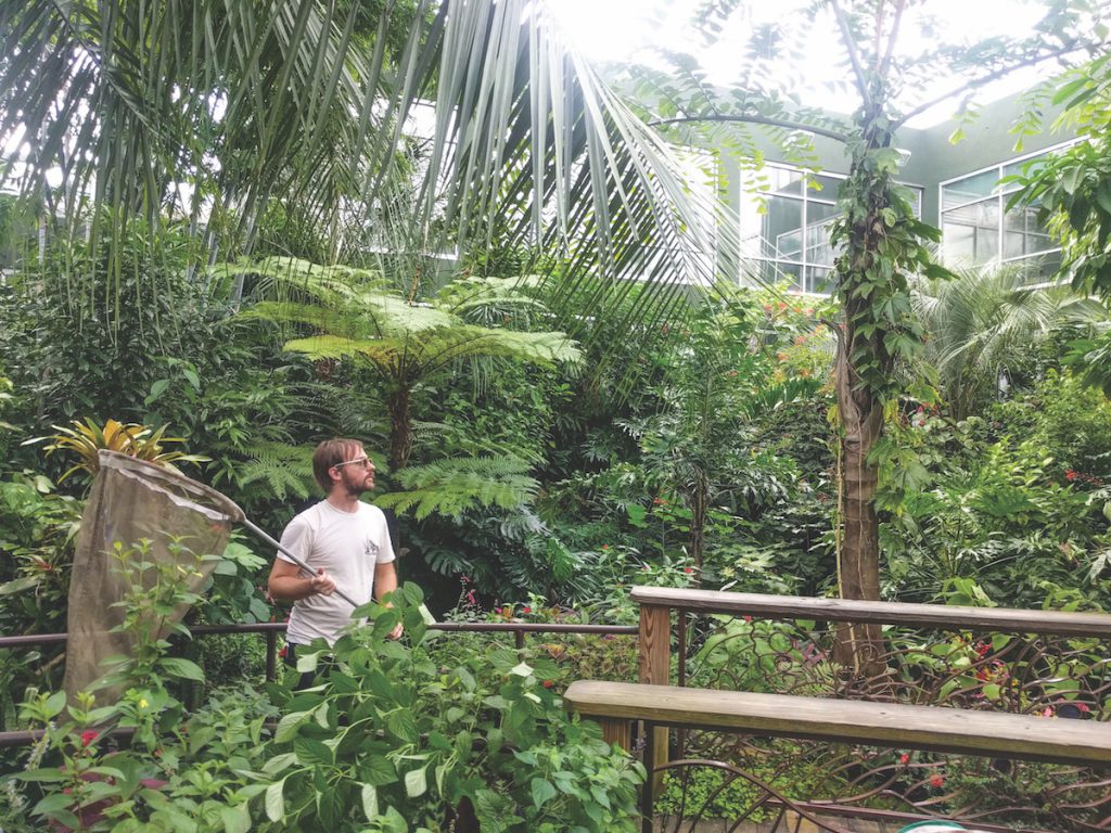 Workers at the Florida Museum of Natural History, above left, evacuated UF’s Butterfly Rainforest ahead of the storm, sheltering the butterflies in flight cages in laboratories. Photo Credits: Geena Hill