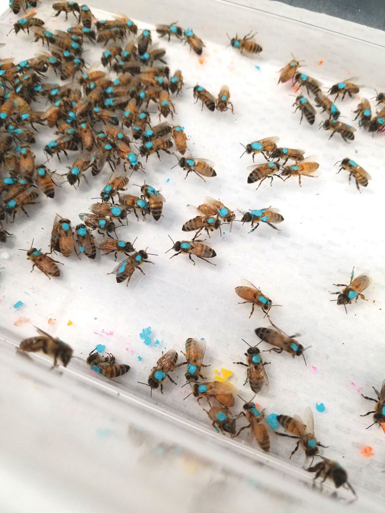 Colored dot on bees help researchers distinguish bees from different colonies 