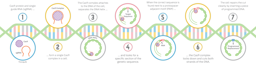 Infographic showing the mechanics of CRISPR gene editing