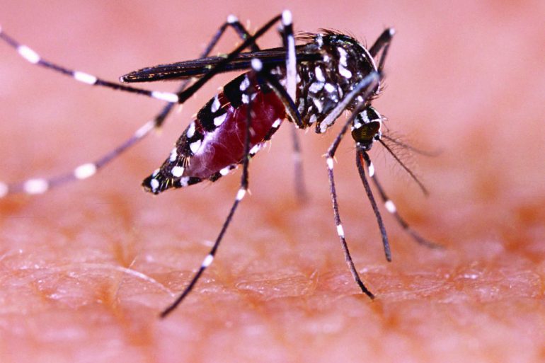 Mosquito is a vector for the Zika virus