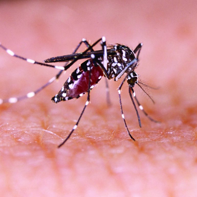 Mosquito is a vector for the Zika virus