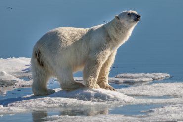 polar bear, climate change