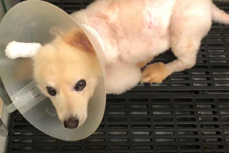 Dog treated for rare infection
