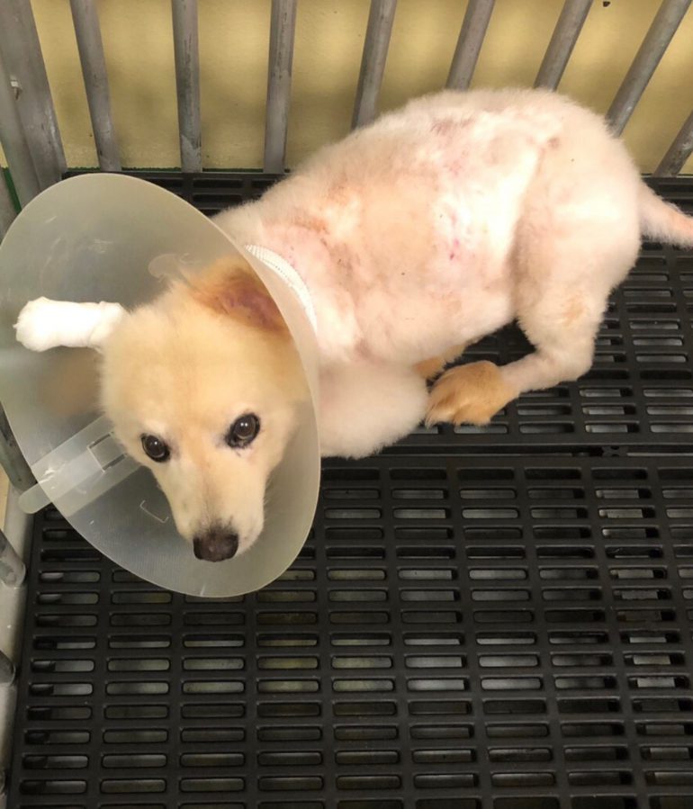 Dog treated for rare infection