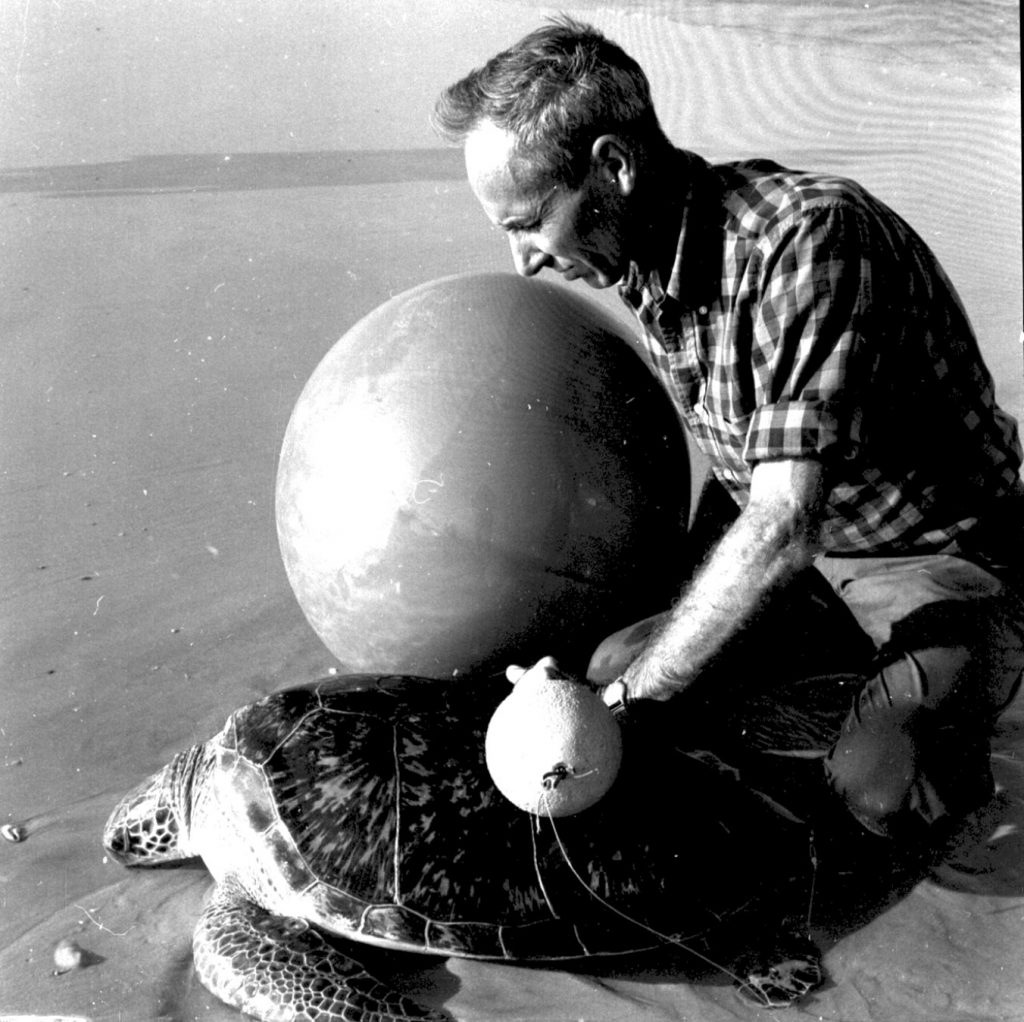 Archie Carr began studying sea turtles in the 1940s and mentored generations of conservation scientists like Karen Bjorndal, who now directs the Archie Carr Center for Sea Turtle Research.