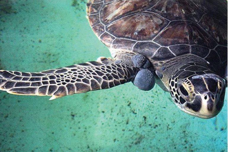 sea turtle with fibropapillomatosis