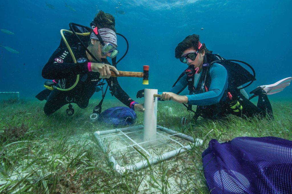 Alexandra Gulick, left, and Laura Palma study the effect of rebounding sea turtle populations on seagrass beds.