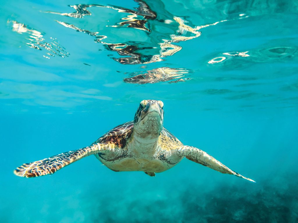 sea turtle swimming