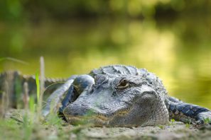 Close-up of Alligator on UF campus