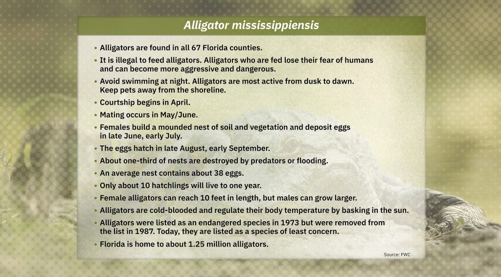 Facts about the Alligator mississippiensis