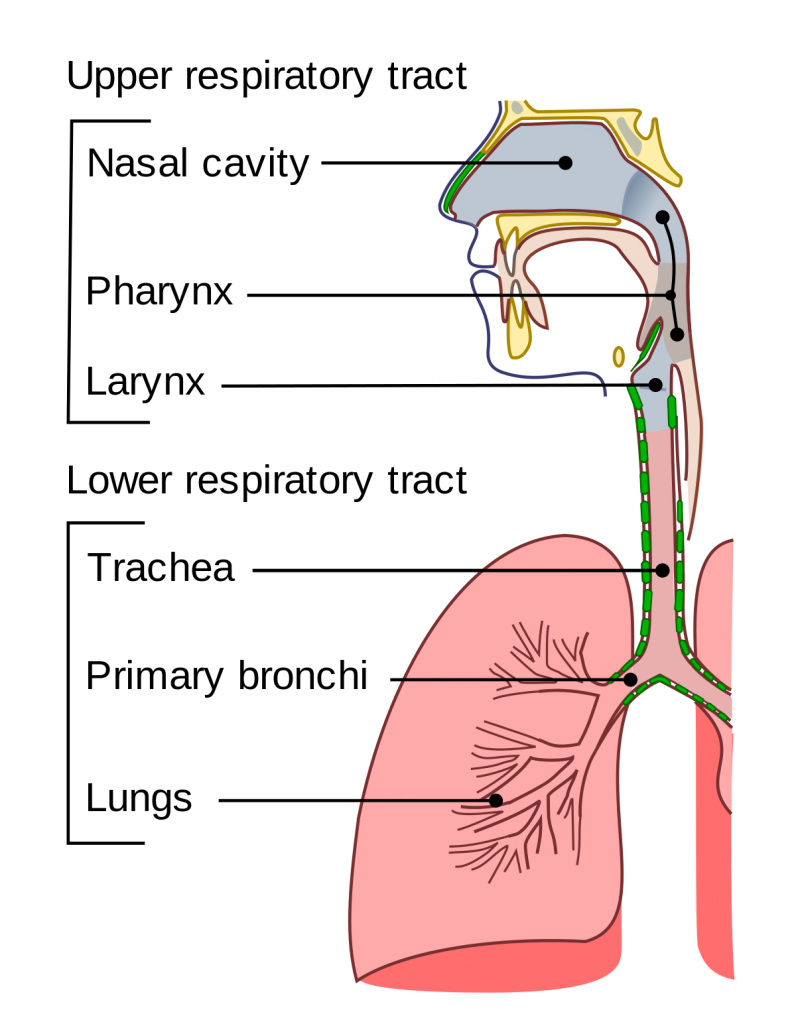 Diagram of the respiratory system