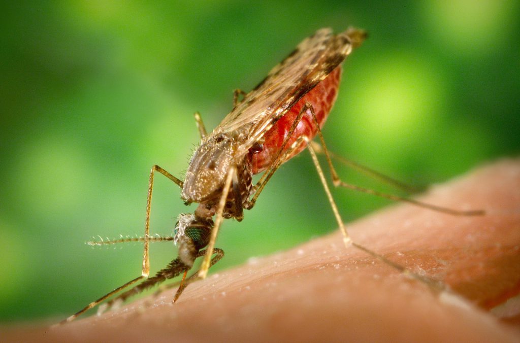 Anopheles albimanus mosquito feeding on a human host