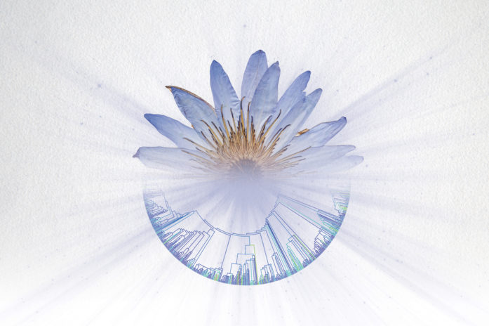 Photo-illustration for UF Biodiversity Institute feature image