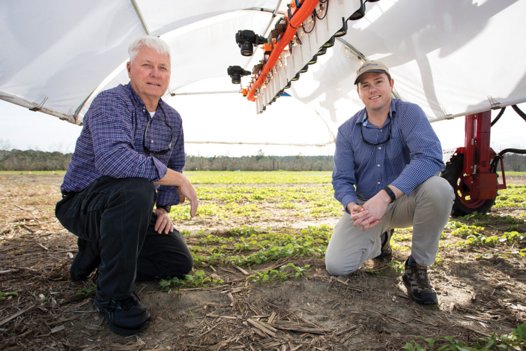 Researchers David Wright and Ian Small in the carinata fields
