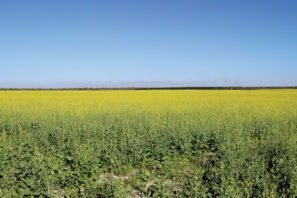 Feature image for Flower Power depicting a field of carinata flowers