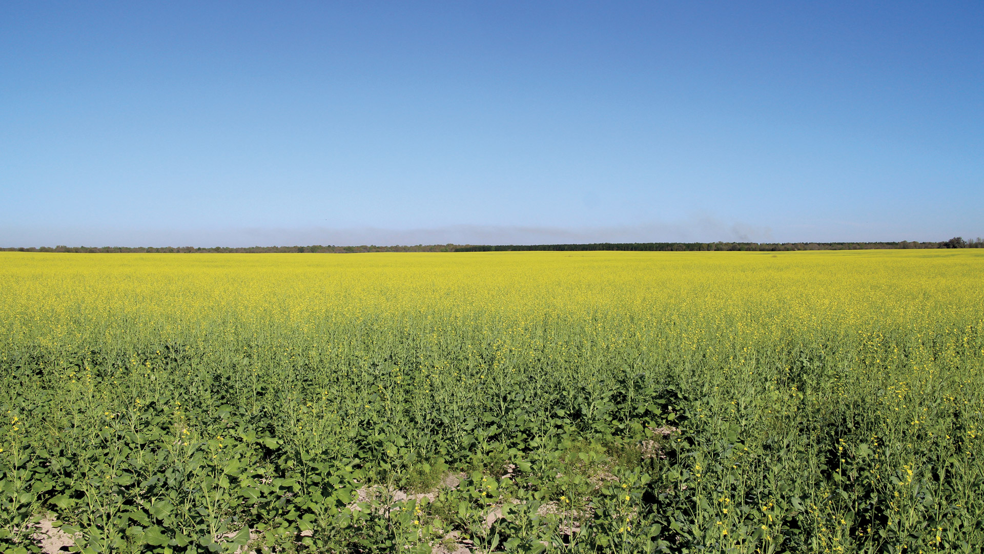 Feature image for Flower Power depicting a field of carinata flowers