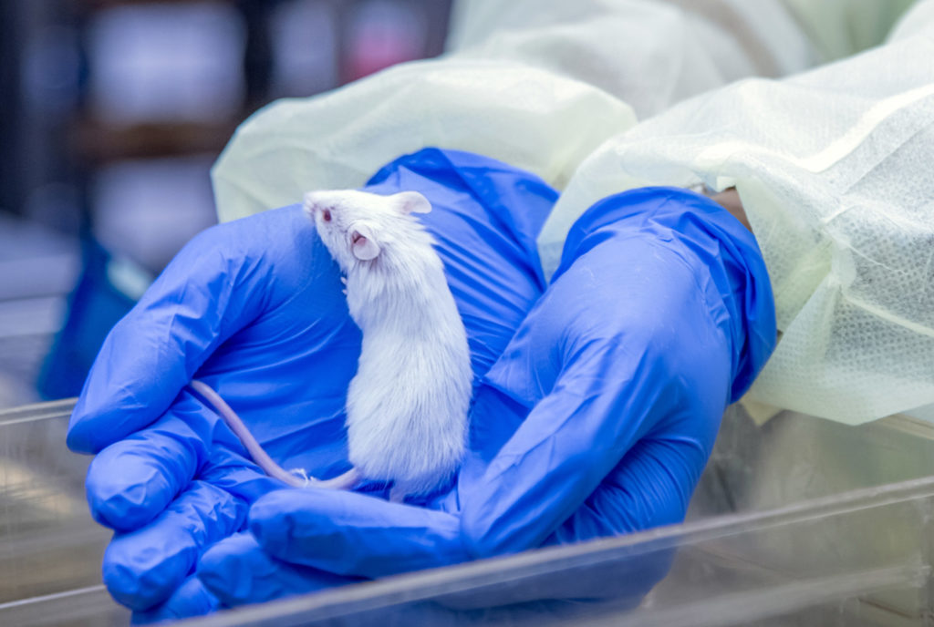 Lab technician holding mouse