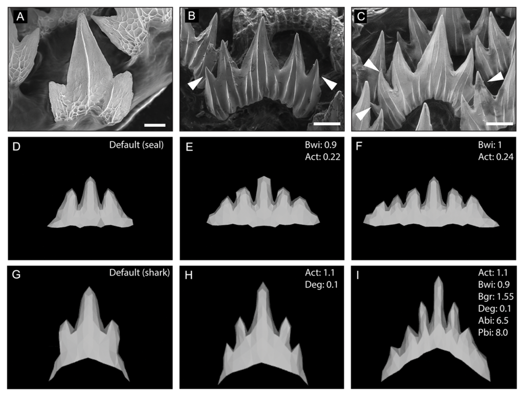 Scan showing the progression of catshark teeth growth