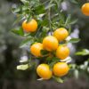 Citrus fruit hanging from a branch