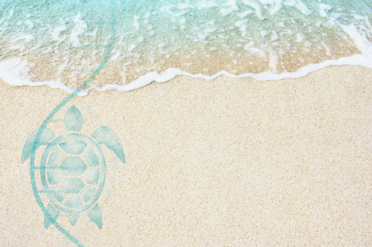 Feature image for "Turtle Track", feature story from Explore Summer 2022