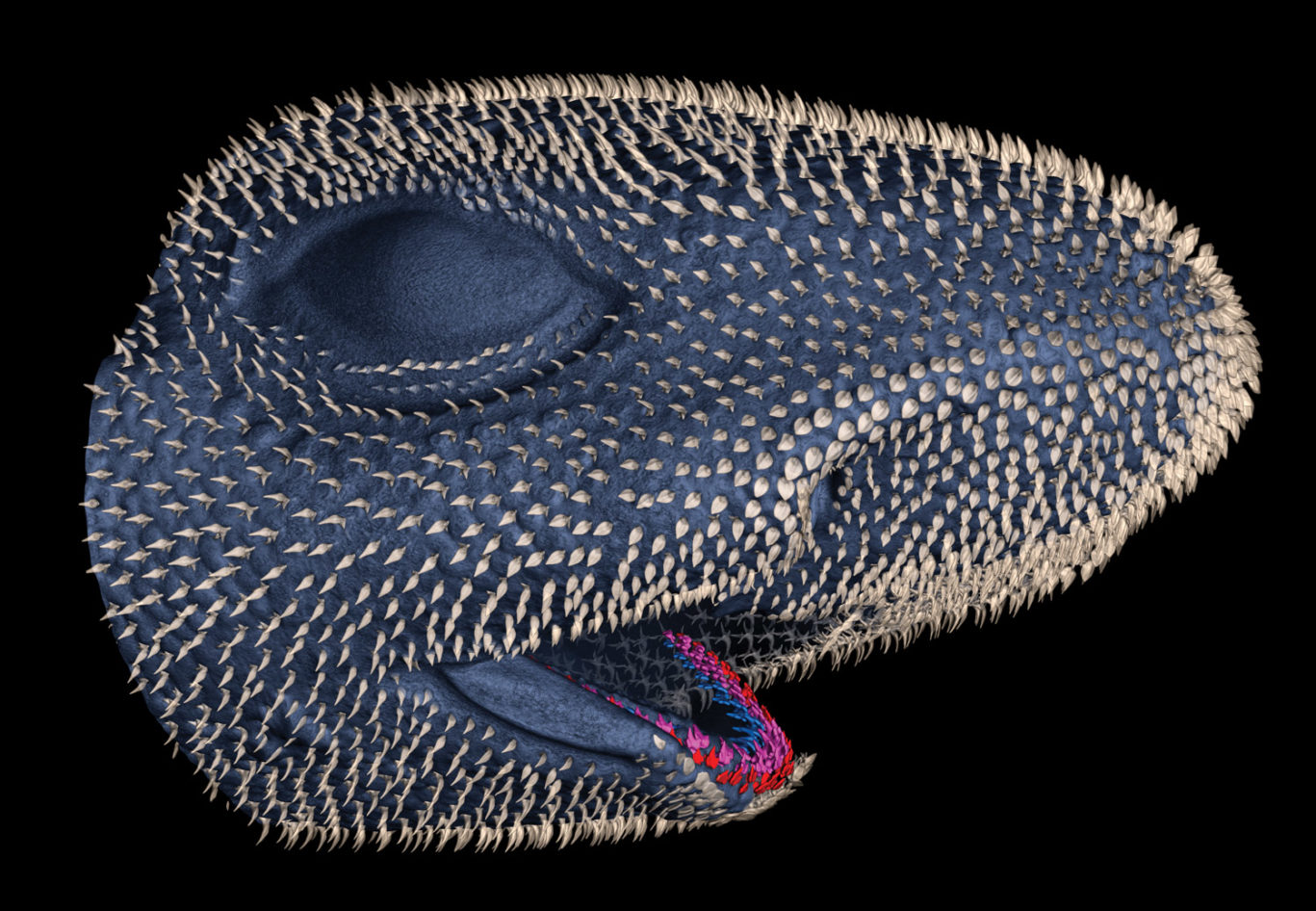 Could sharks teach us how to grow new teeth? - Explore Magazine