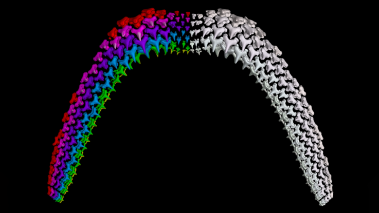 Could sharks teach us how to grow new teeth? - Explore Magazine