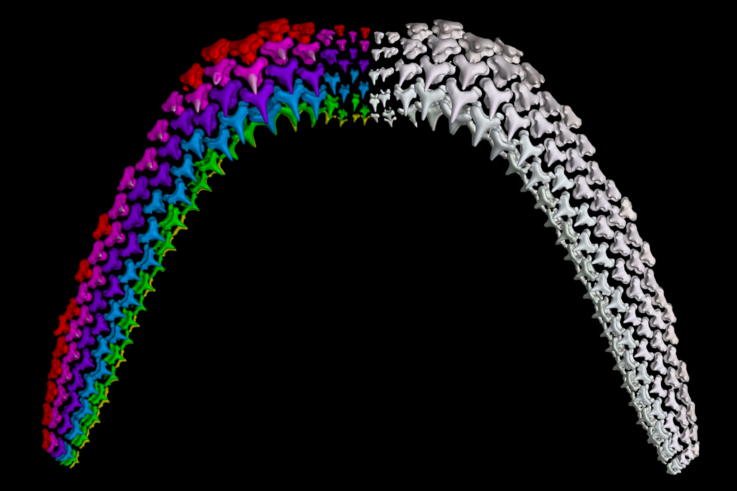 Shark teeth genetic research