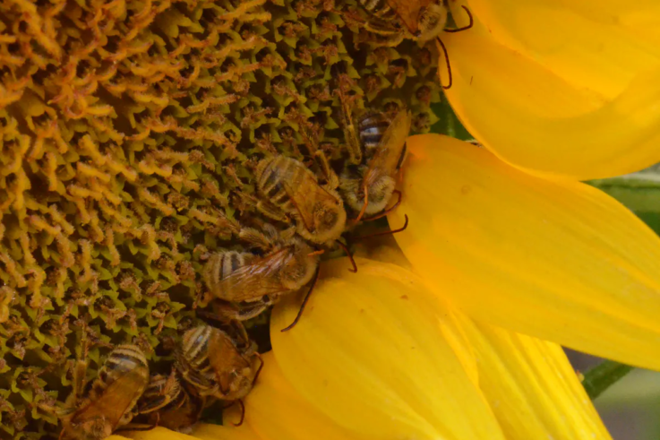 Planting mixes of flowers around farm fields helps keep bees healthy
