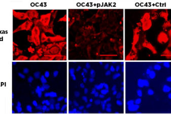 The presence of the pJAK2 peptide (top middle) is shown to block replication of a human coronavirus. The next panel (top right) shows how an inactive control peptide does not affect the spread of the virus.