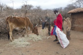 African farmer standing with two cattle on a farm.