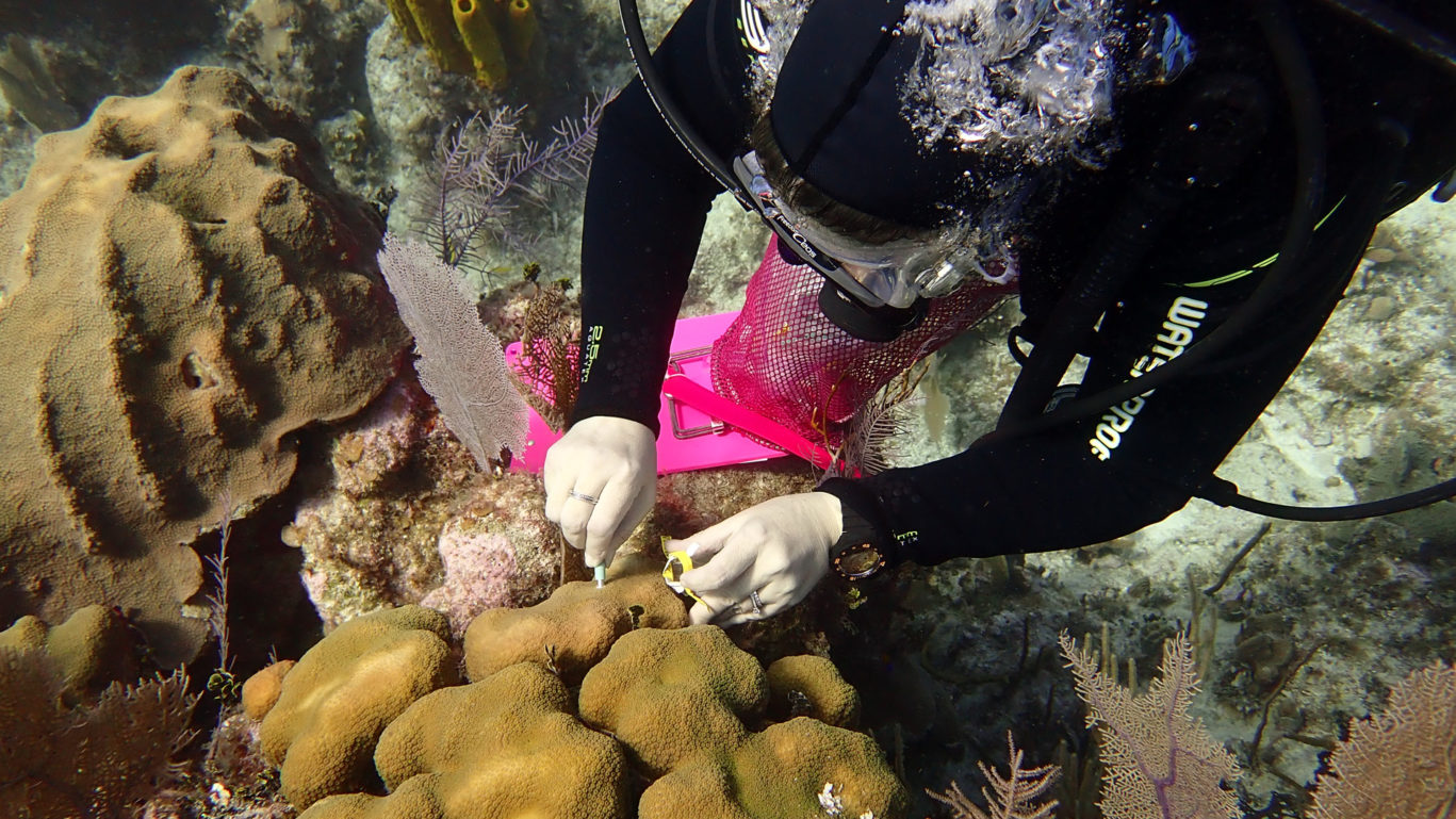 New hope for coral disease comes from probiotics Explore Magazine